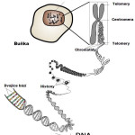 genetika, trombofilní genové mutace