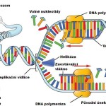 Změna DNA u trombofilie, mutace protrombinového genu, trombofilie, protrombinová mutace