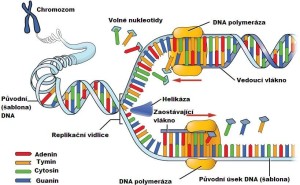 Leidenská mutace, replikace DNA