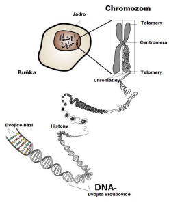 chromozom, geny, trombofilie, tromboza, leidenska mutace, mthfr